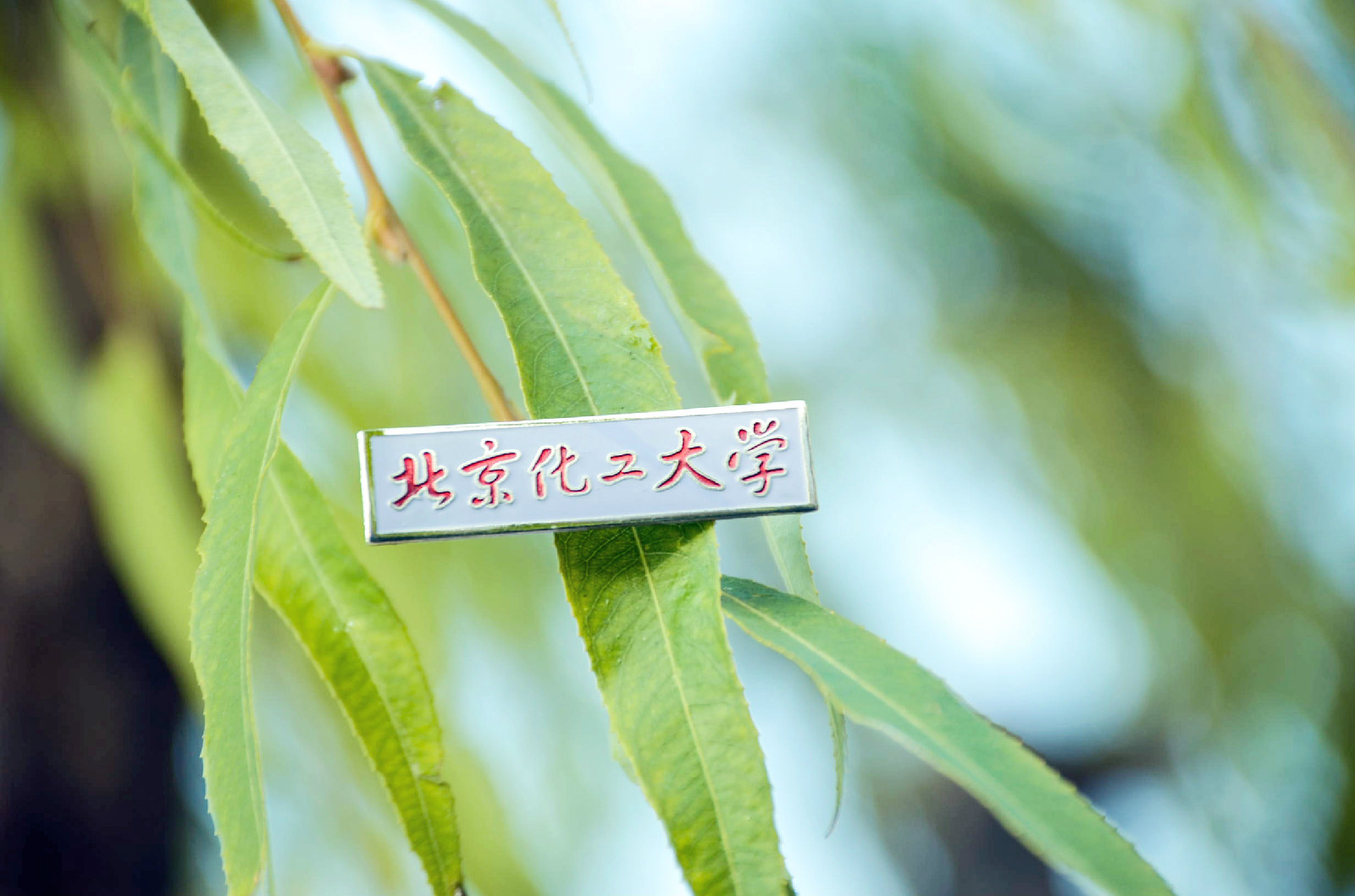 北京化工大学毕业证补办流程